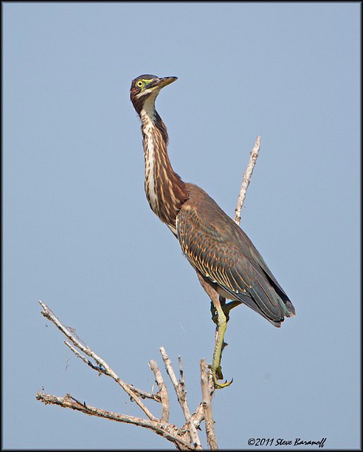 _1SB0312 gren heron.jpg